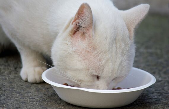 泉大津にある動物病院に犬や猫のワクチン接種をお任せいただけます