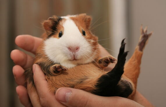 泉大津駅から徒歩圏内にある動物病院はモルモットのご相談も承ります