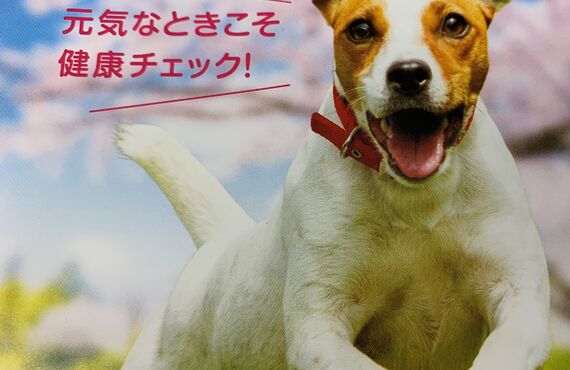 泉大津のもか動物病院でわんちゃんの健診をしませんか？